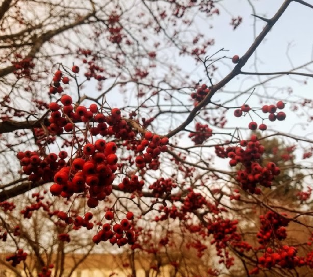 a photo of leaf-less branches with cluster of red berries.
